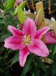 [6274 Lilium 57 No01.JPG]